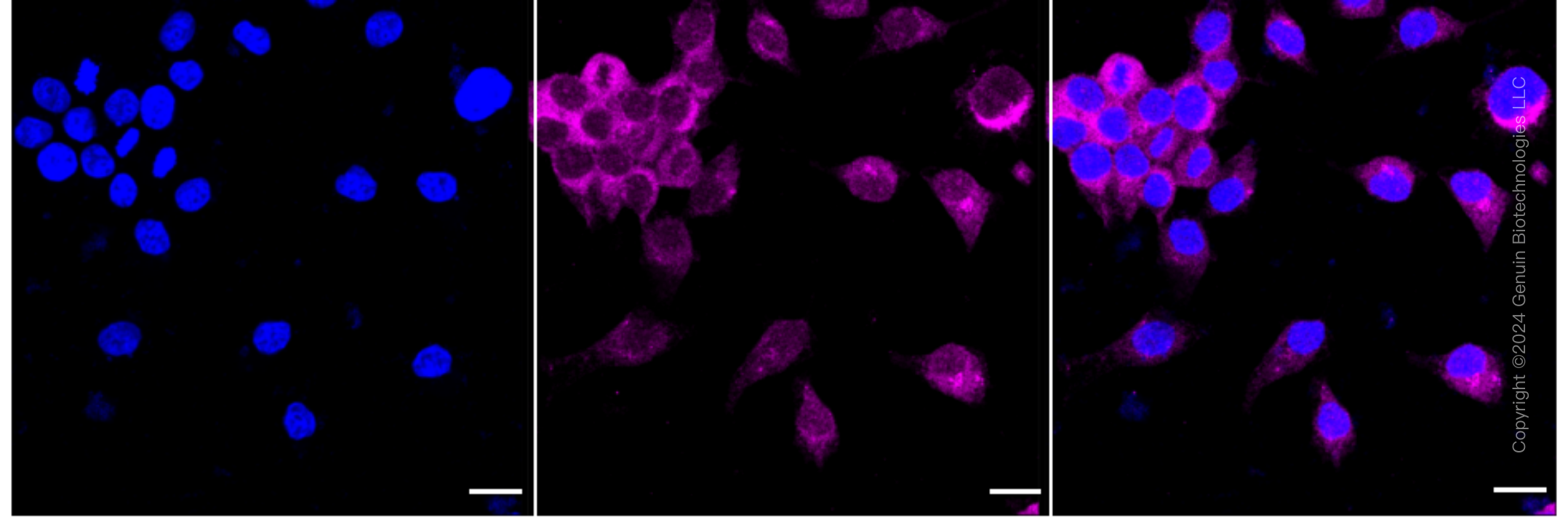 KD-Validated Anti-RalA Binding Protein 1 Rabbit Monoclonal Antibody ABG1632