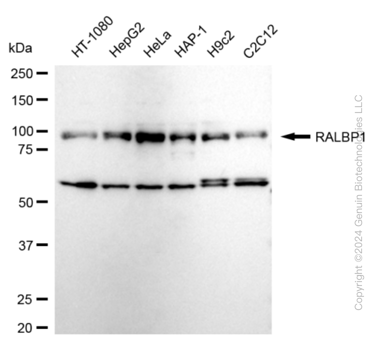 KD-Validated Anti-RalA Binding Protein 1 Rabbit Monoclonal Antibody ABG1632