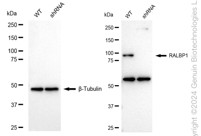 KD-Validated Anti-RalA Binding Protein 1 Rabbit Monoclonal Antibody ABG1632