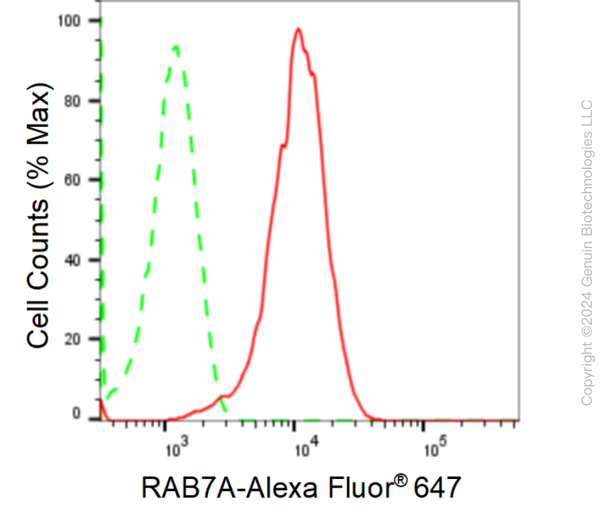 KD-Validated Anti-RAB7 Rabbit Monoclonal Antibody ABG1633