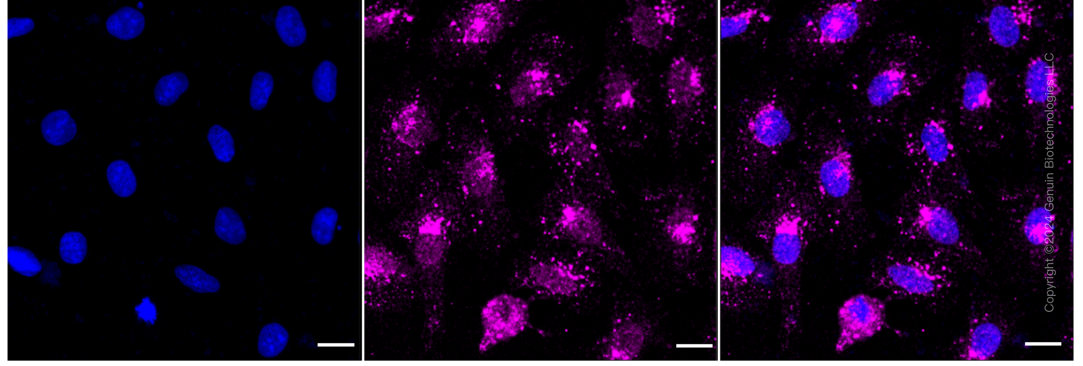 KD-Validated Anti-RAB7 Rabbit Monoclonal Antibody ABG1633