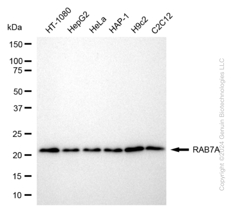 KD-Validated Anti-RAB7 Rabbit Monoclonal Antibody ABG1633