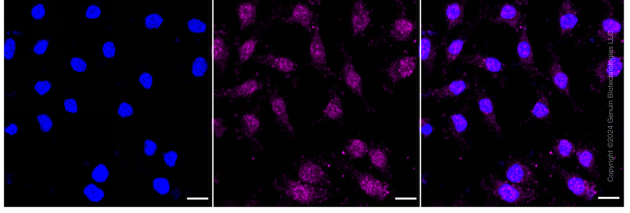 KD-Validated Anti-Phospho-Paxillin (Y118) Rabbit Monoclonal Antibody ABG1634