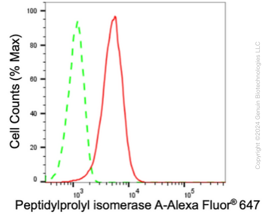 KD-Validated Anti-Peptidylprolyl Isomerase A Rabbit Monoclonal Antibody ABG1635
