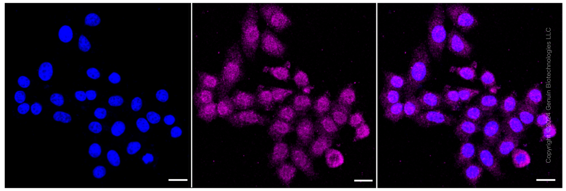 KD-Validated Anti-Peptidylprolyl Isomerase A Rabbit Monoclonal Antibody ABG1635