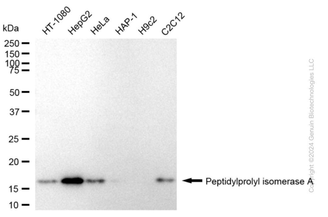 KD-Validated Anti-Peptidylprolyl Isomerase A Rabbit Monoclonal Antibody ABG1635