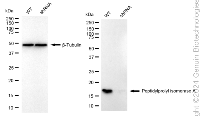 KD-Validated Anti-Peptidylprolyl Isomerase A Rabbit Monoclonal Antibody ABG1635