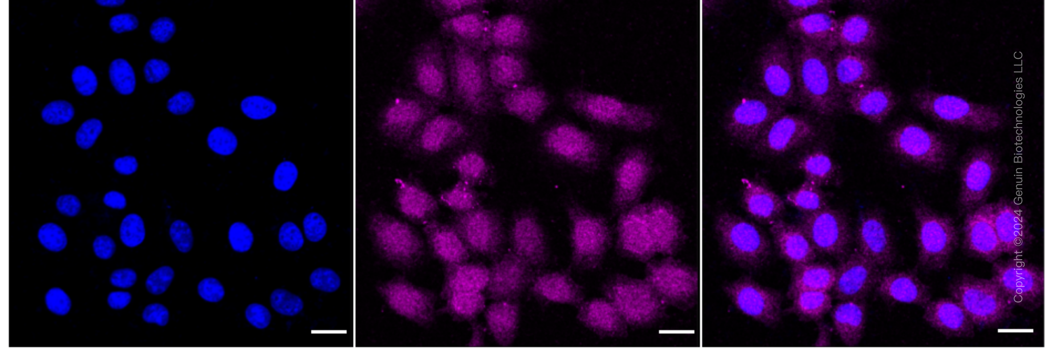 KD-Validated Anti-Peroxiredoxin 6 Rabbit Monoclonal Antibody ABG1636