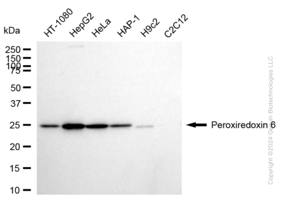 KD-Validated Anti-Peroxiredoxin 6 Rabbit Monoclonal Antibody ABG1636