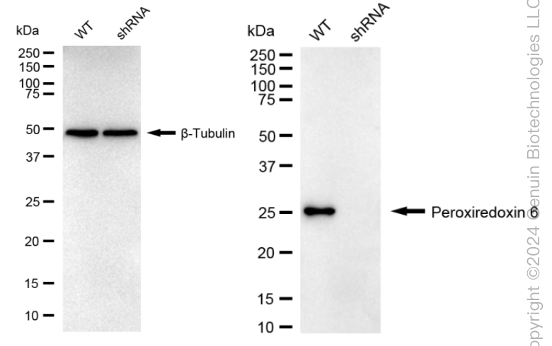 KD-Validated Anti-Peroxiredoxin 6 Rabbit Monoclonal Antibody ABG1636