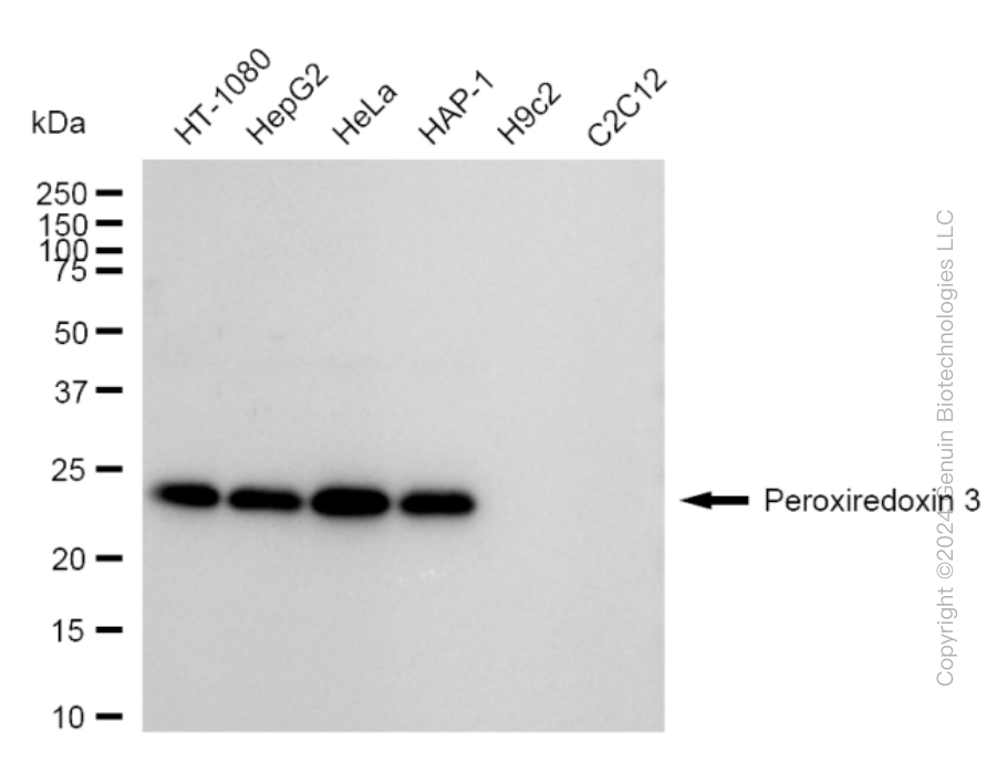 KD-Validated Anti-Peroxiredoxin 3 Rabbit Monoclonal Antibody ABG1638