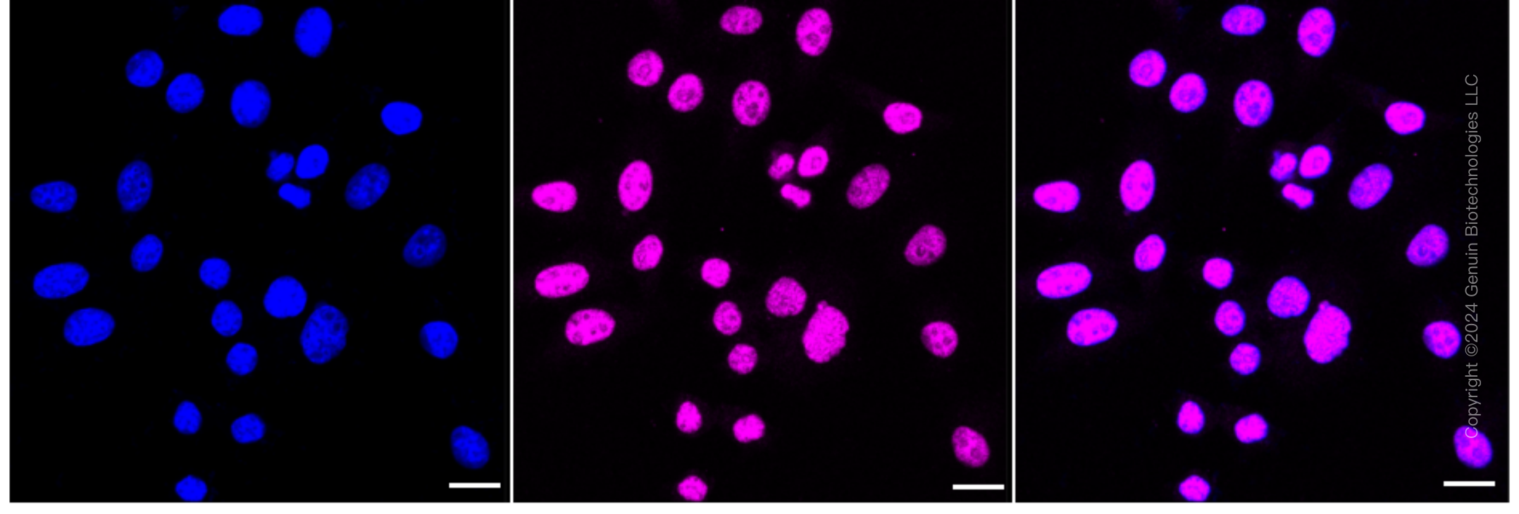 KD-Validated Anti-Pre-MRNA Processing Factor 4 Rabbit Monoclonal Antibody ABG1639
