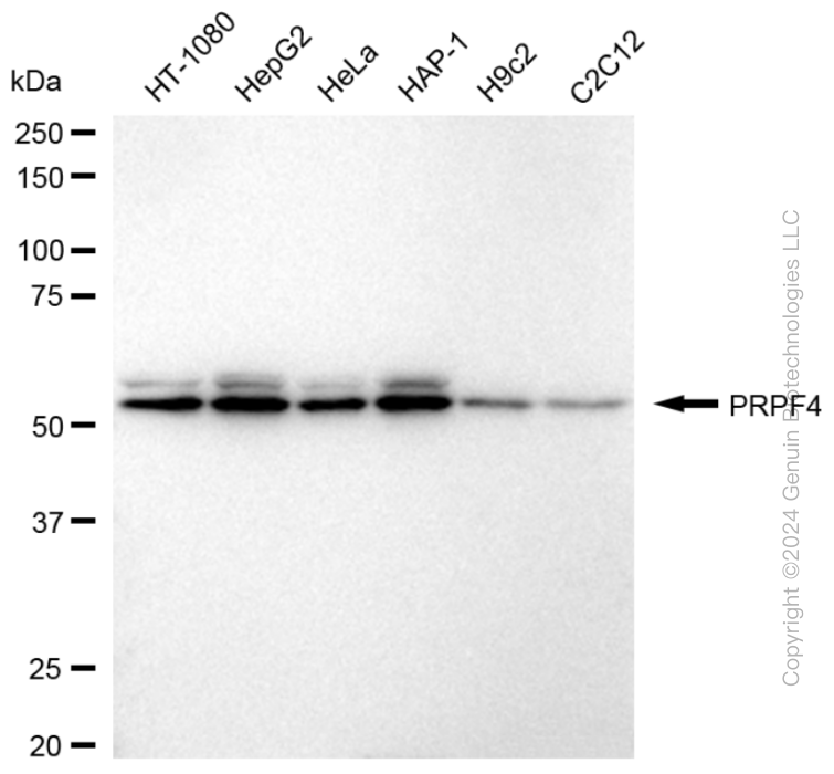 KD-Validated Anti-Pre-MRNA Processing Factor 4 Rabbit Monoclonal Antibody ABG1639