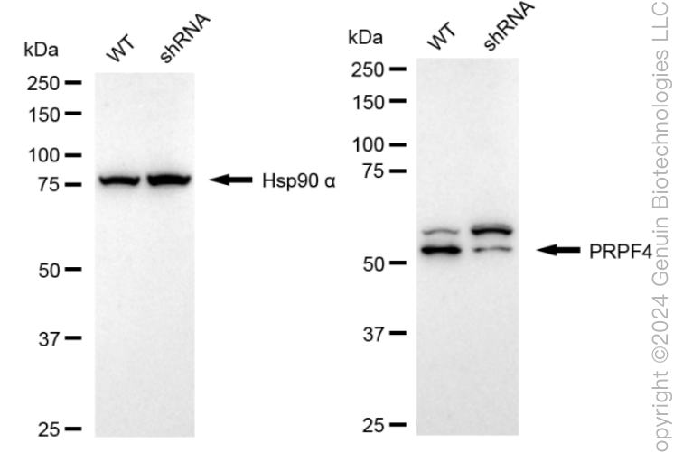 KD-Validated Anti-Pre-MRNA Processing Factor 4 Rabbit Monoclonal Antibody ABG1639