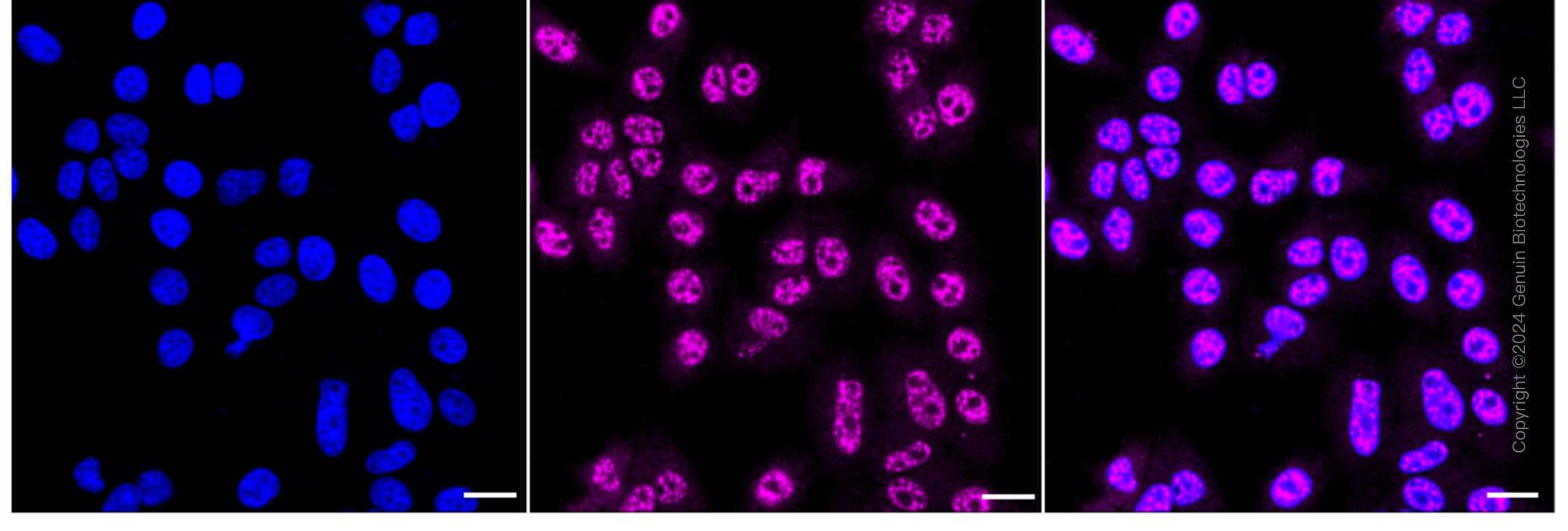 KD-Validated Anti-Polyamine Modulated Factor 1 Rabbit Monoclonal Antibody ABG1640