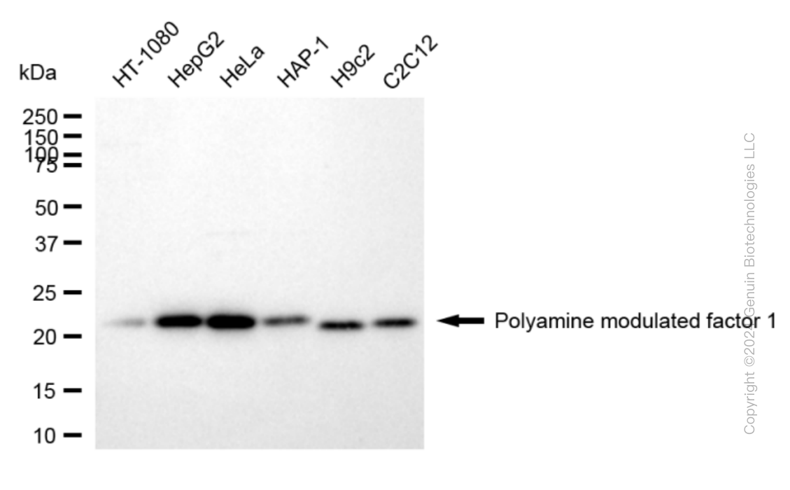KD-Validated Anti-Polyamine Modulated Factor 1 Rabbit Monoclonal Antibody ABG1640