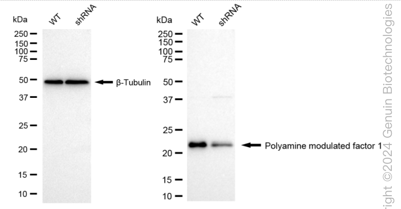 KD-Validated Anti-Polyamine Modulated Factor 1 Rabbit Monoclonal Antibody ABG1640