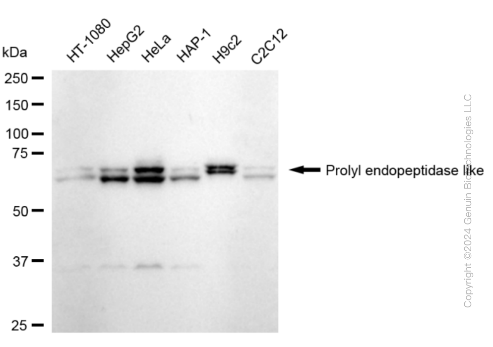KD-Validated Anti-Prolyl Endopeptidase Like Rabbit Monoclonal Antibody ABG1641