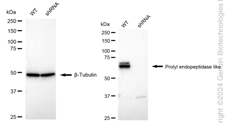 KD-Validated Anti-Prolyl Endopeptidase Like Rabbit Monoclonal Antibody ABG1641