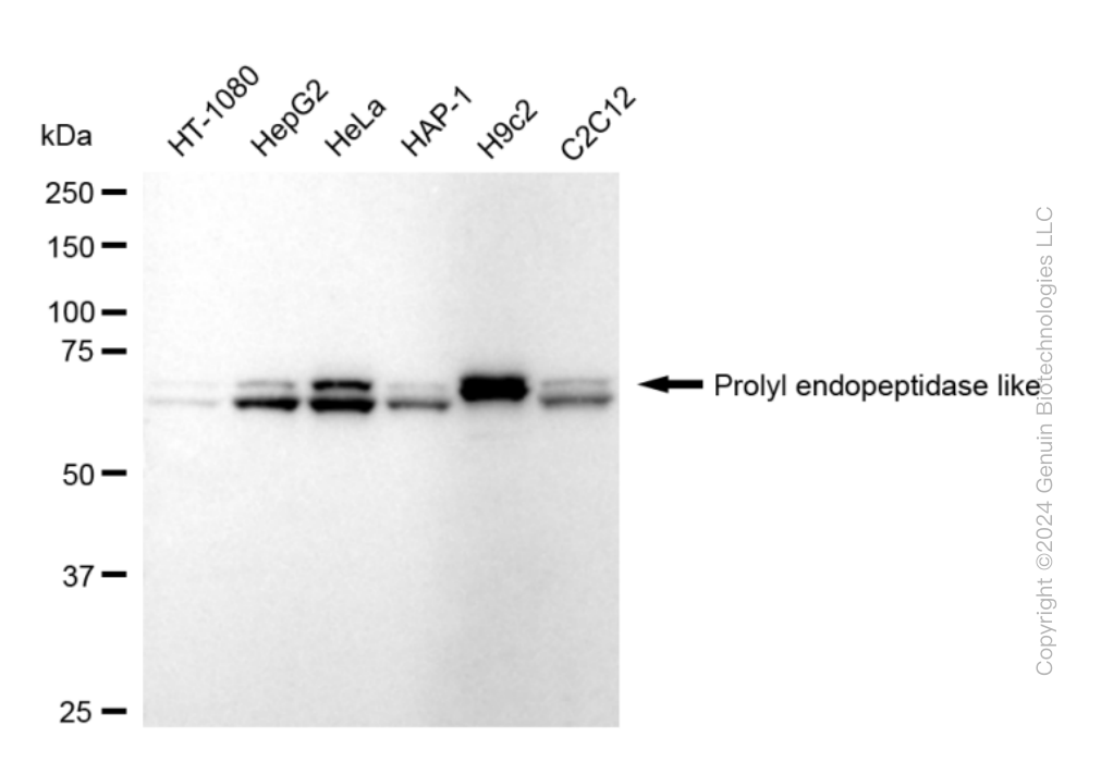 KD-Validated Anti-Prolyl Endopeptidase Like Rabbit Monoclonal Antibody ABG1642