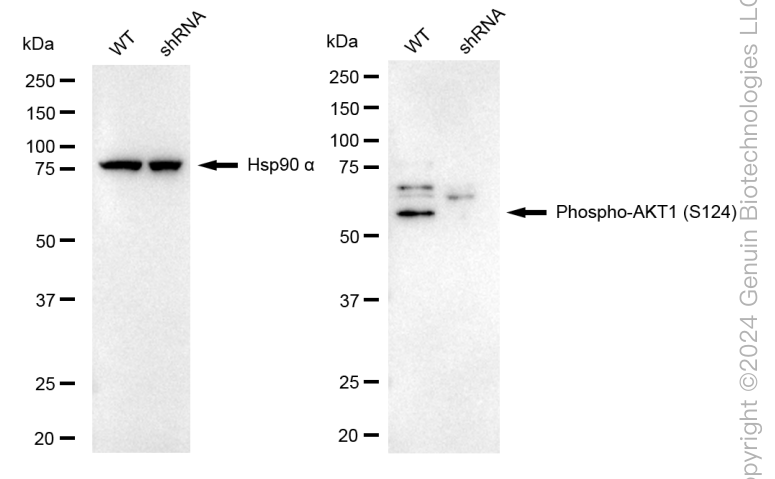 KD-Validated Anti-Phospho-AKT1 (S124) Rabbit Monoclonal Antibody ABG1643
