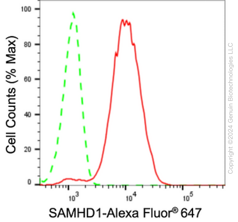 KD-Validated Anti-SAMHD1 Rabbit Monoclonal Antibody ABG1644