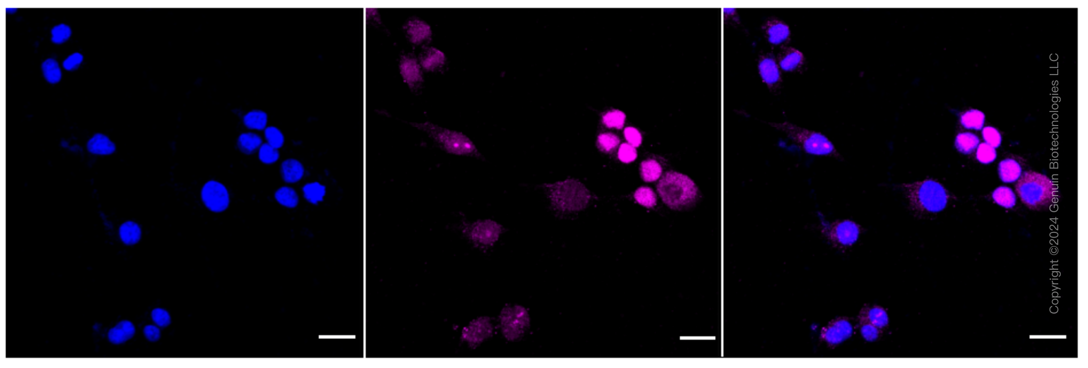 KD-Validated Anti-SAMHD1 Rabbit Monoclonal Antibody ABG1644