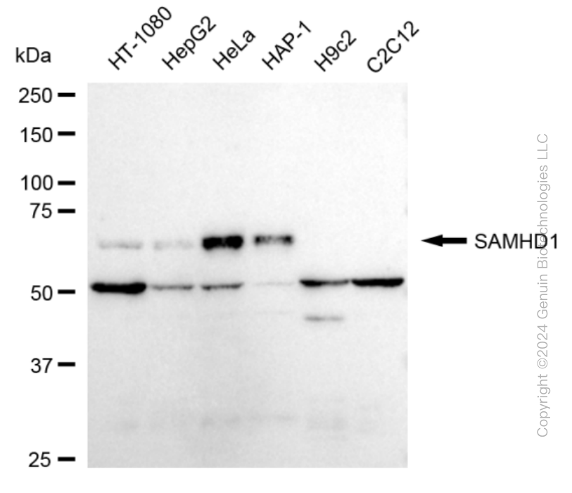 KD-Validated Anti-SAMHD1 Rabbit Monoclonal Antibody ABG1644
