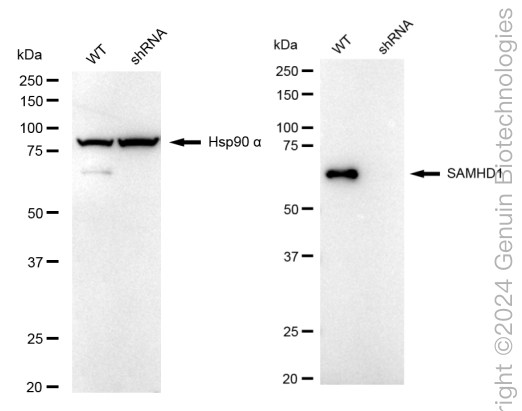 KD-Validated Anti-SAMHD1 Rabbit Monoclonal Antibody ABG1644