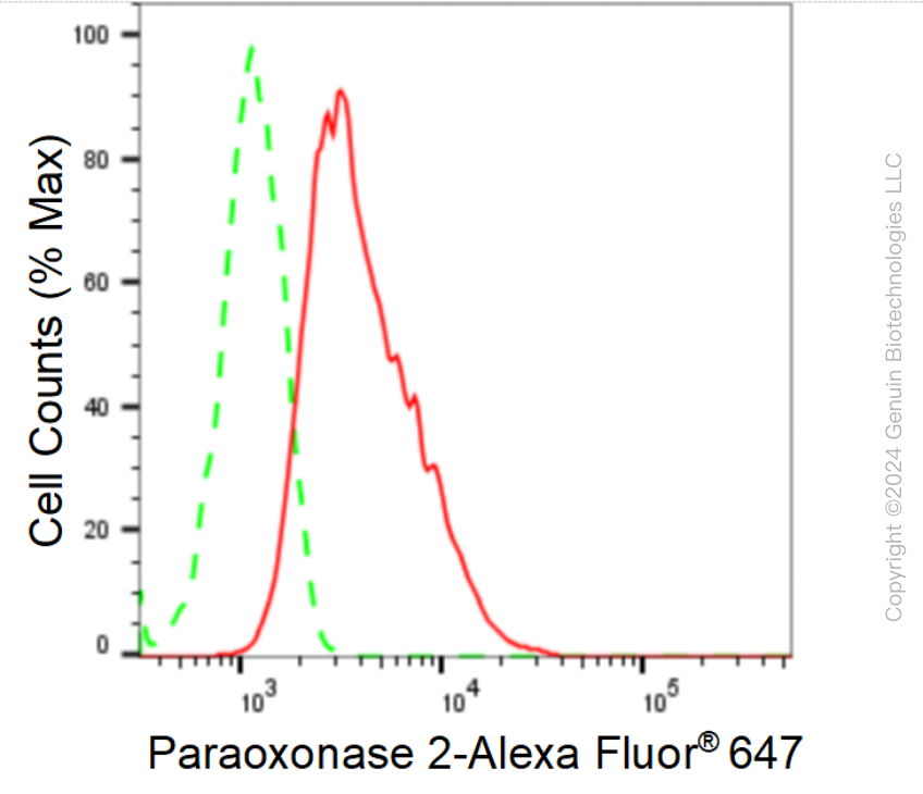 KD-Validated Anti-Paraoxonase 2 Rabbit Monoclonal Antibody ABG1646