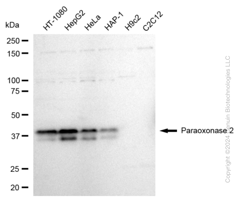 KD-Validated Anti-Paraoxonase 2 Rabbit Monoclonal Antibody ABG1646