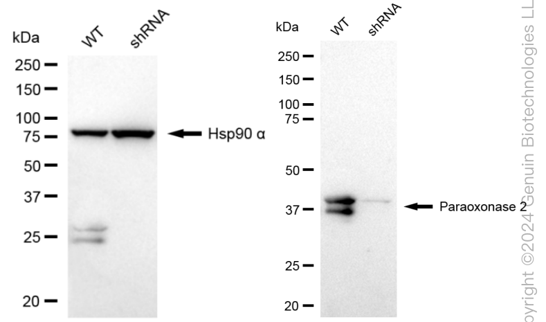 KD-Validated Anti-Paraoxonase 2 Rabbit Monoclonal Antibody ABG1646