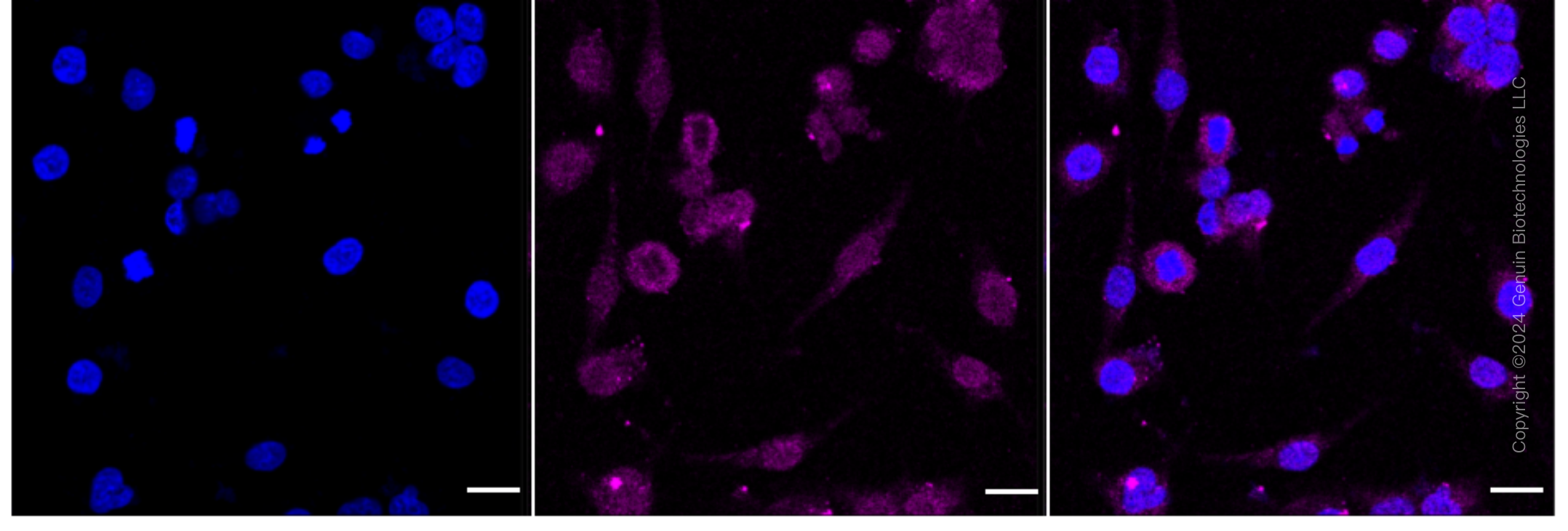 KD-Validated Anti-SDHC Rabbit Monoclonal Antibody ABG1648