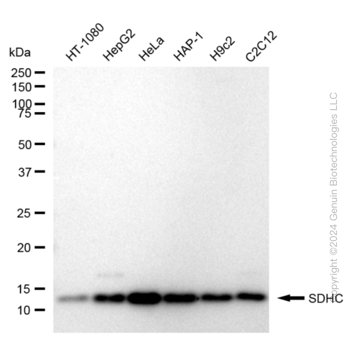 KD-Validated Anti-SDHC Rabbit Monoclonal Antibody ABG1648