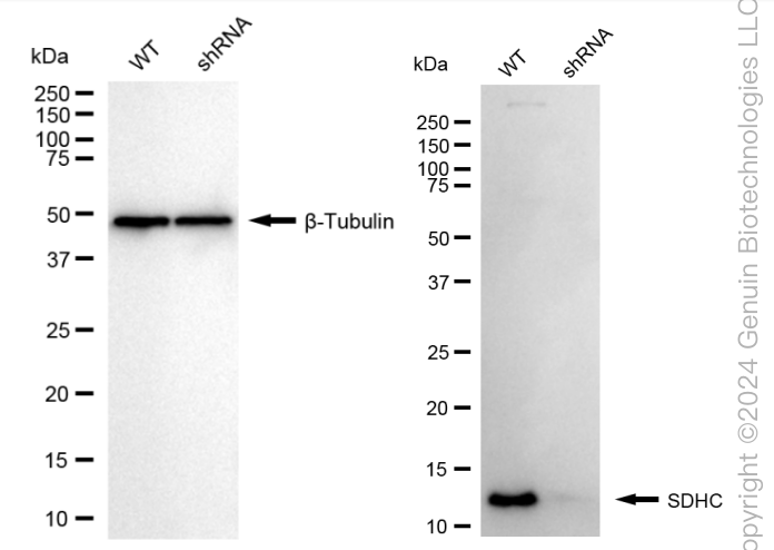 KD-Validated Anti-SDHC Rabbit Monoclonal Antibody ABG1648