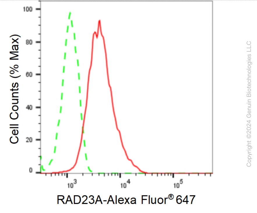 KD-Validated Anti-RAD23A Rabbit Monoclonal Antibody ABG1649
