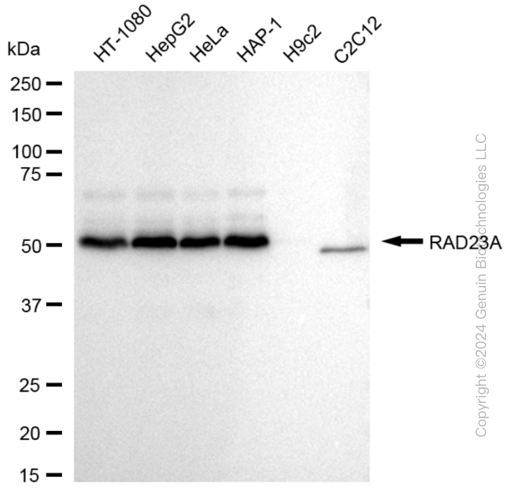 KD-Validated Anti-RAD23A Rabbit Monoclonal Antibody ABG1649