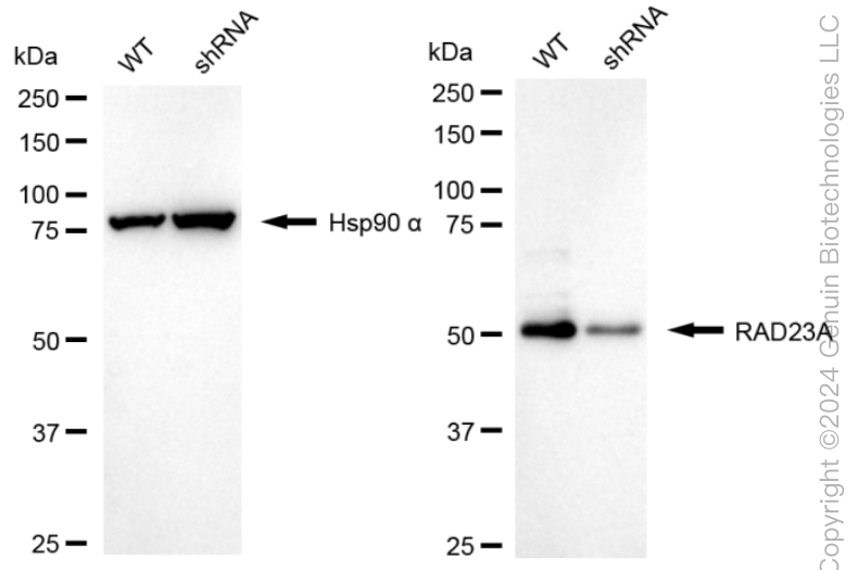 KD-Validated Anti-RAD23A Rabbit Monoclonal Antibody ABG1649