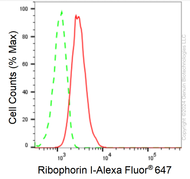 KD-Validated Anti-Ribophorin I Rabbit Monoclonal Antibody ABG1651