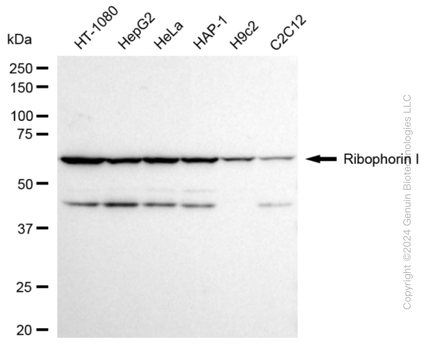 KD-Validated Anti-Ribophorin I Rabbit Monoclonal Antibody ABG1651