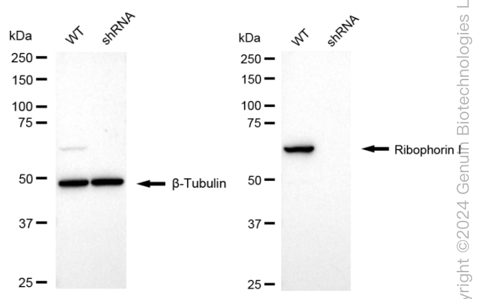 KD-Validated Anti-Ribophorin I Rabbit Monoclonal Antibody ABG1651