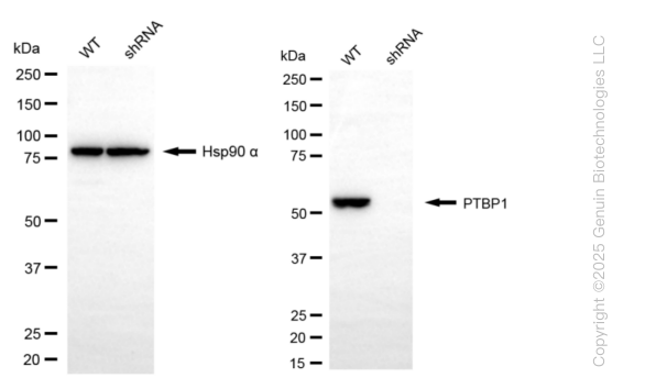 KD-Validated Anti-PTBP1 Rabbit Monoclonal Antibody ABG1652