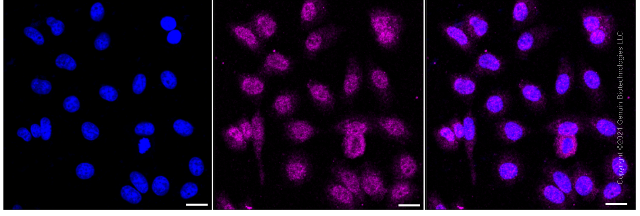 KD-Validated Anti-Ring Finger Protein 40 Rabbit Monoclonal Antibody ABG1653