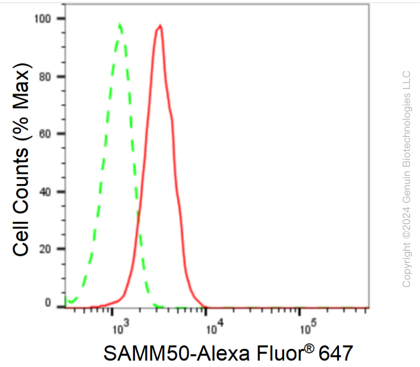 KD-Validated Anti-SAMM50 Rabbit Monoclonal Antibody ABG1654