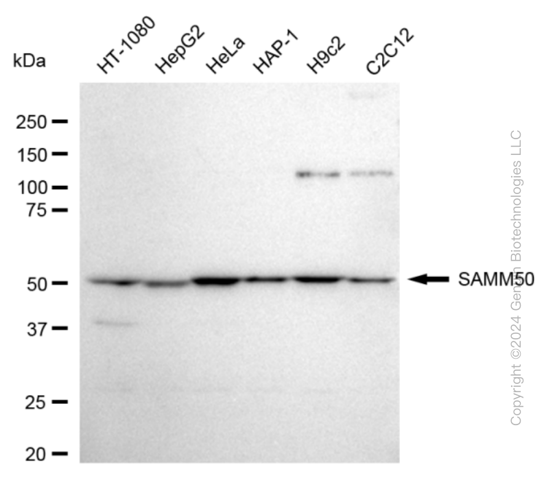 KD-Validated Anti-SAMM50 Rabbit Monoclonal Antibody ABG1654