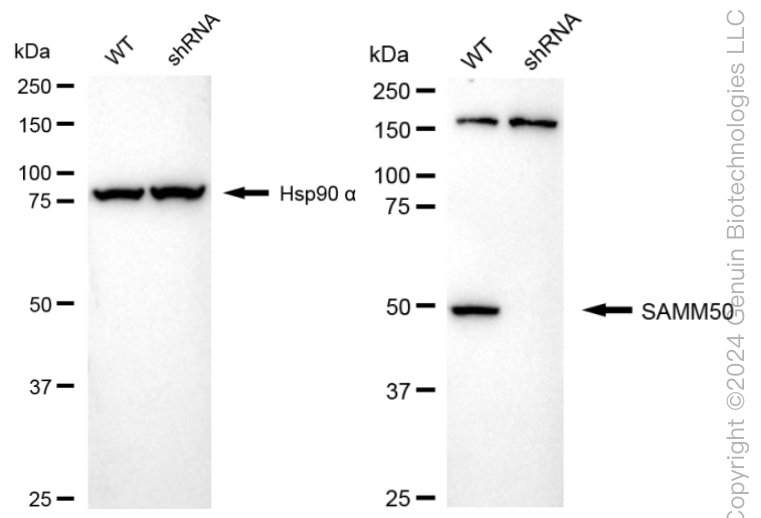 KD-Validated Anti-SAMM50 Rabbit Monoclonal Antibody ABG1654