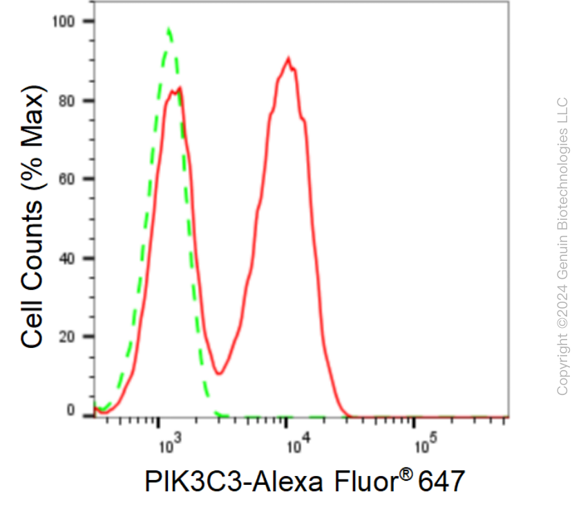 KD-Validated Anti-PIK3C3 Rabbit Monoclonal Antibody ABG1656