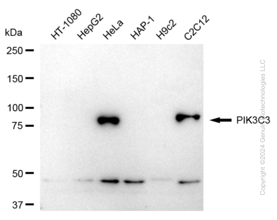 KD-Validated Anti-PIK3C3 Rabbit Monoclonal Antibody ABG1656