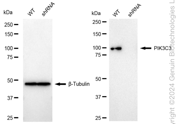 KD-Validated Anti-PIK3C3 Rabbit Monoclonal Antibody ABG1656