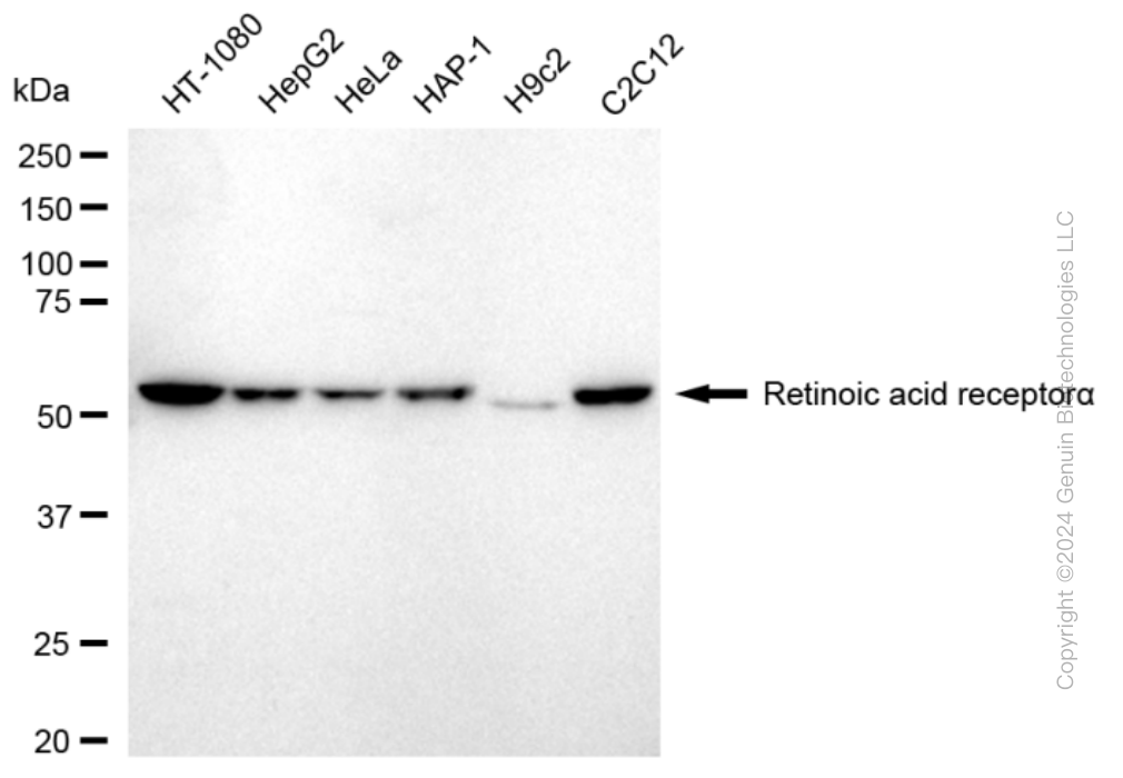KD-Validated Anti-Retinoic Acid Receptor Alpha Rabbit Monoclonal Antibody ABG1657